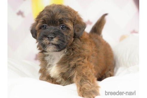 成約済の千葉県のミックス犬-211971の4枚目